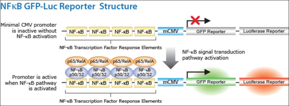 International Journal of Nutrition-Animal models