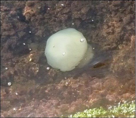 International Marine Science Journal-Rhopilema nomadica