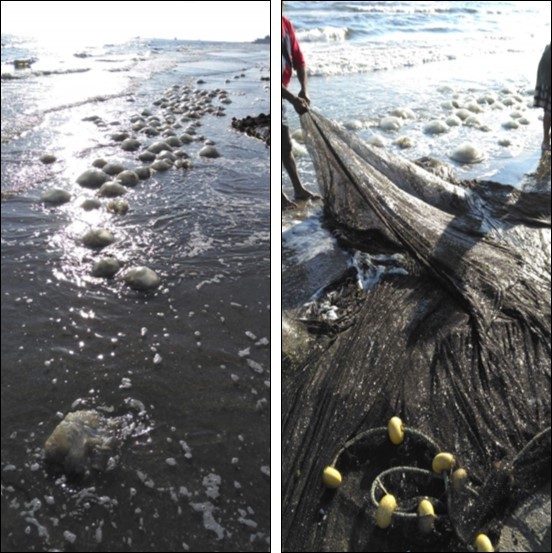 International Marine Science Journal-Rhopilema nomadica