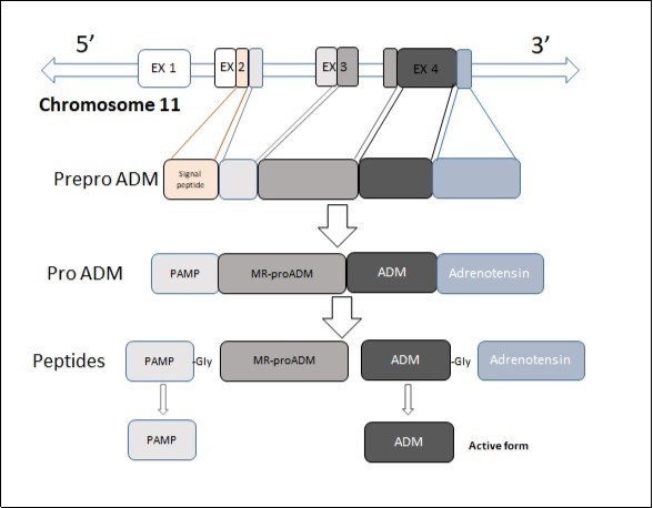 International Journal of Negative Results-Adrenomedullin