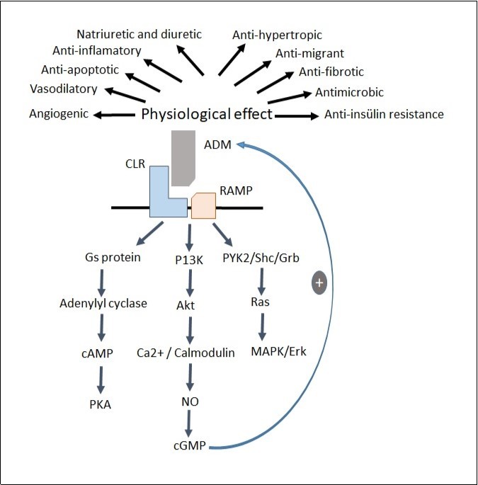 International Journal of Negative Results-Adrenomedullin