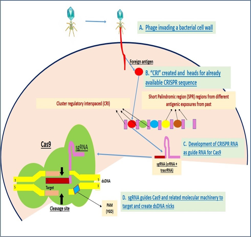 Journal of Obesity Management-Gene therapy