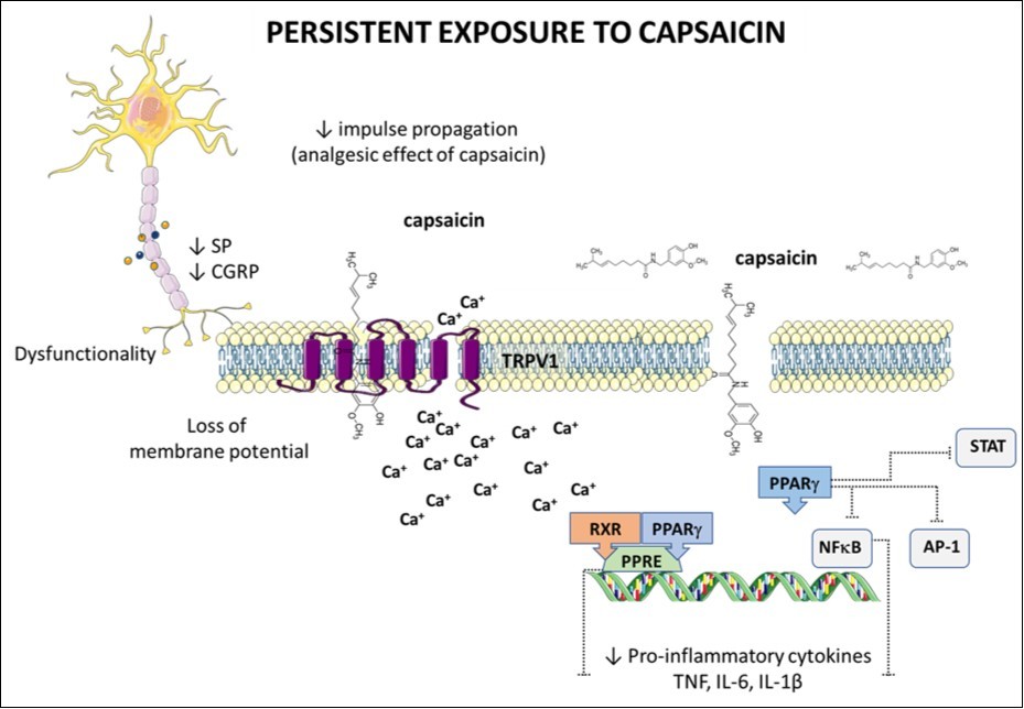 Journal of Digestive Disorders And Diagnosis-Capsaicin