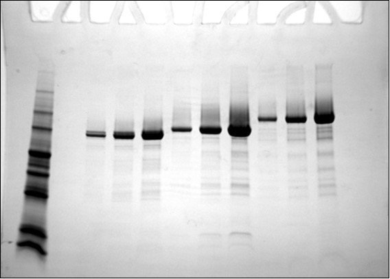 Hypocreajecorina