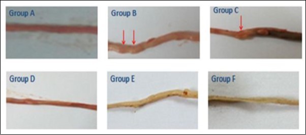 International Journal of Human Anatomy-Ocimum gratissium