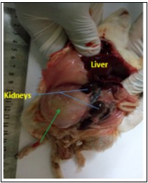 International Journal of Human Anatomy-Ocimum gratissium
