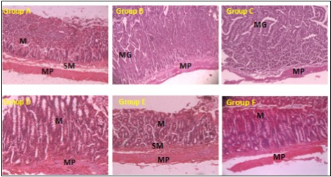 International Journal of Human Anatomy-Ocimum gratissium