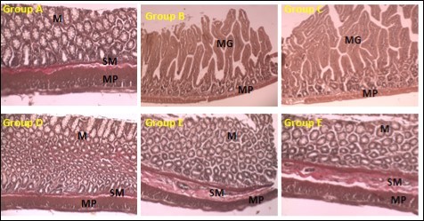 International Journal of Human Anatomy-Ocimum gratissium