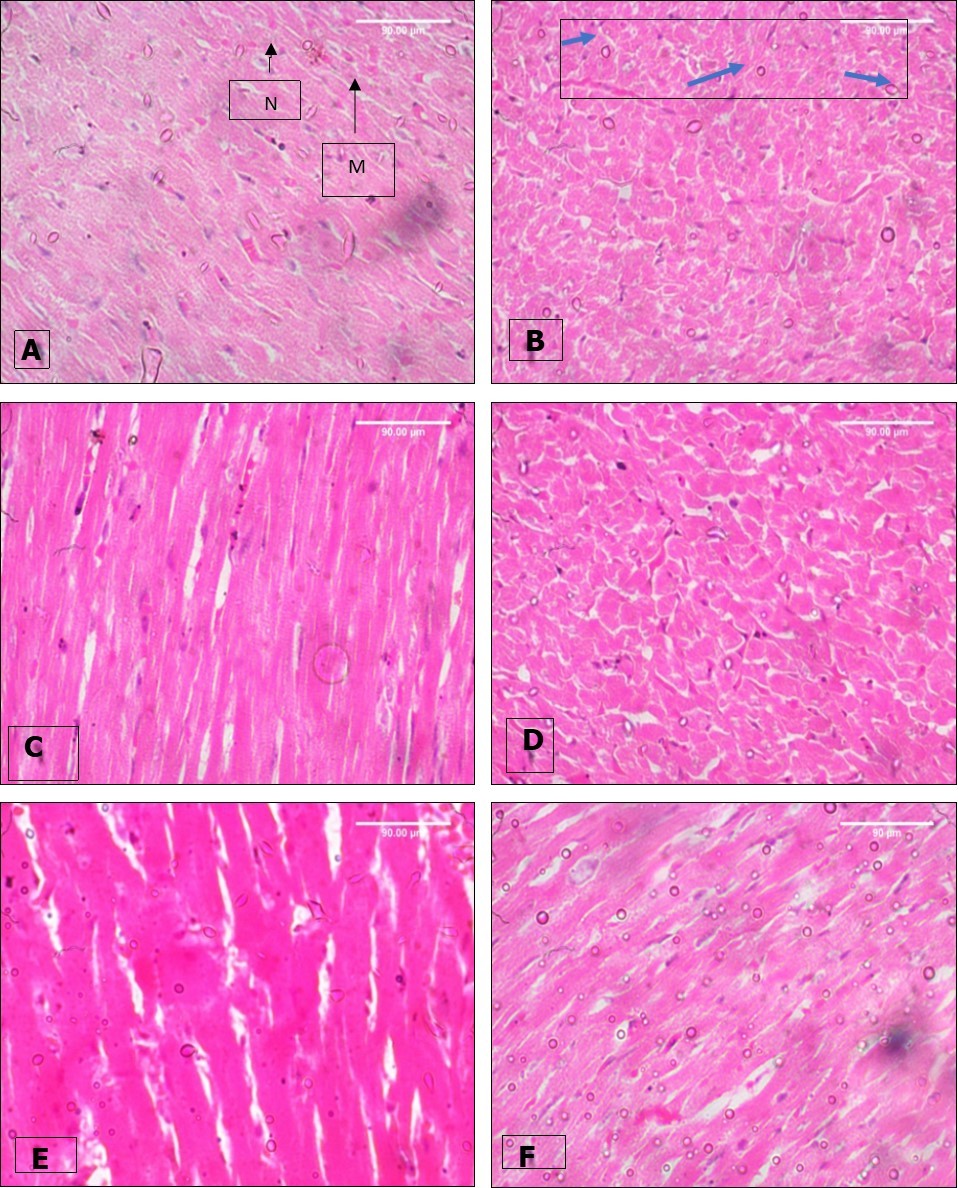 International Journal of Human Anatomy-Paraquat