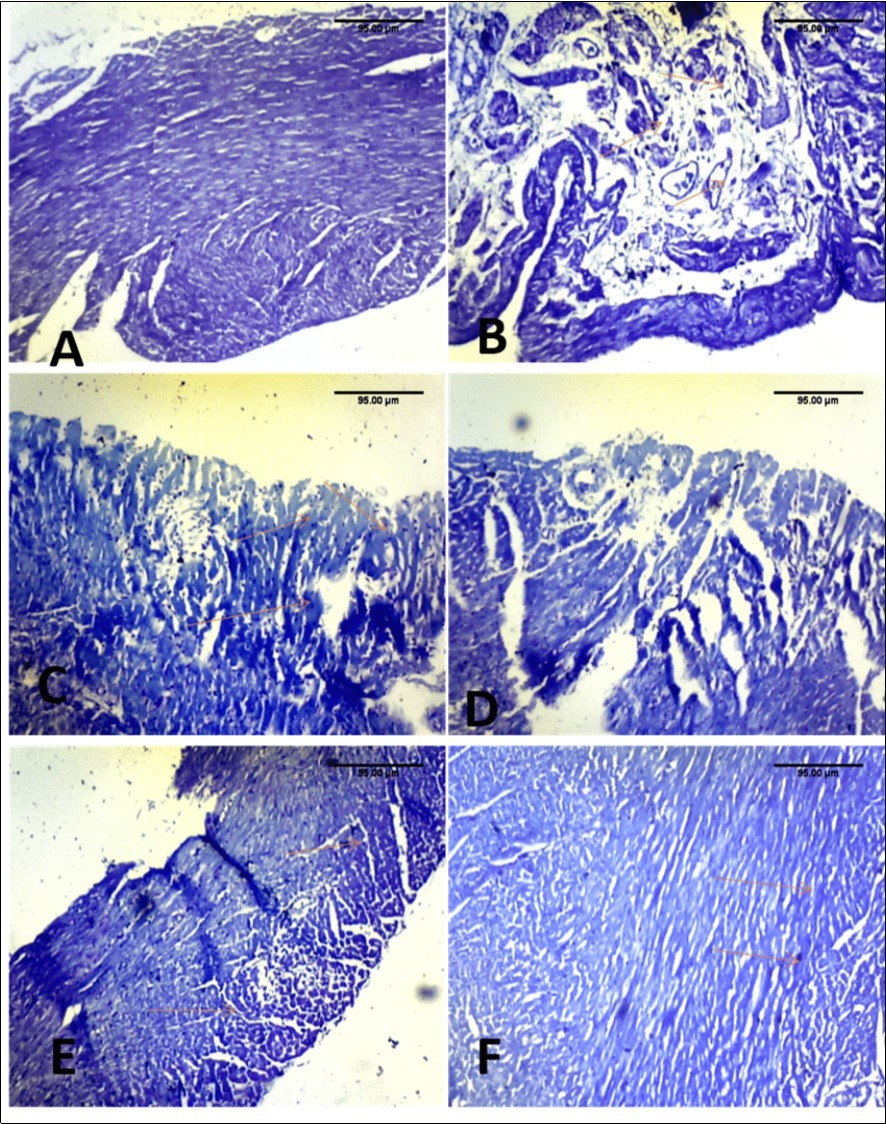 International Journal of Human Anatomy-Paraquat