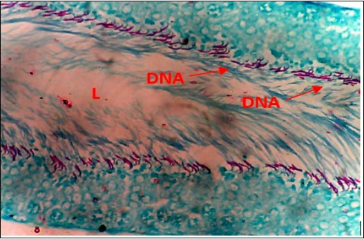 International Journal of Nutrition-Auriculariapolytricha