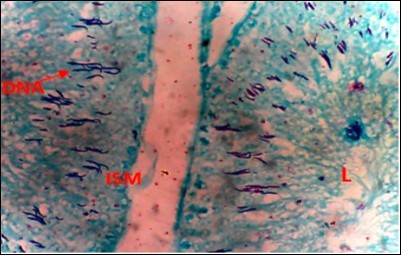 International Journal of Nutrition-Auriculariapolytricha