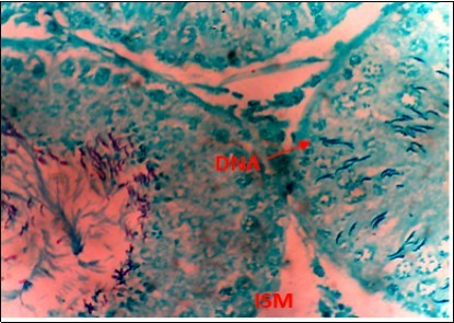 International Journal of Nutrition-Auriculariapolytricha