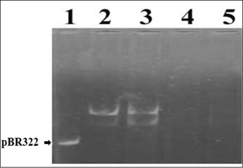 Journal of DNA And RNA Research-DNA damage