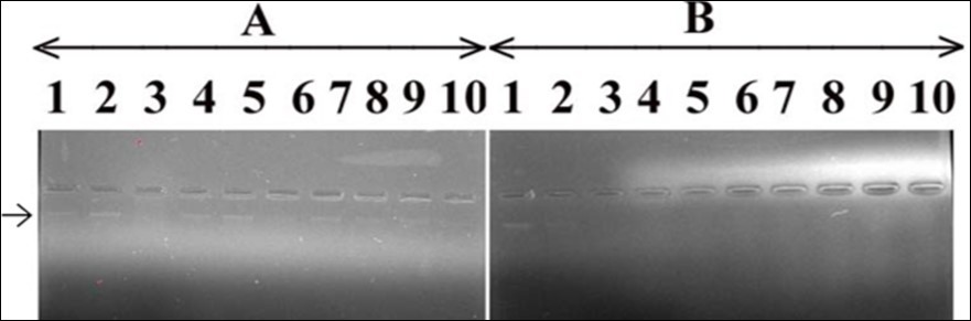Journal of DNA And RNA Research-DNA damage