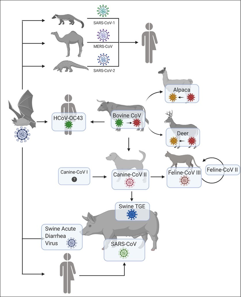 International Journal of Coronaviruses-COVID-19