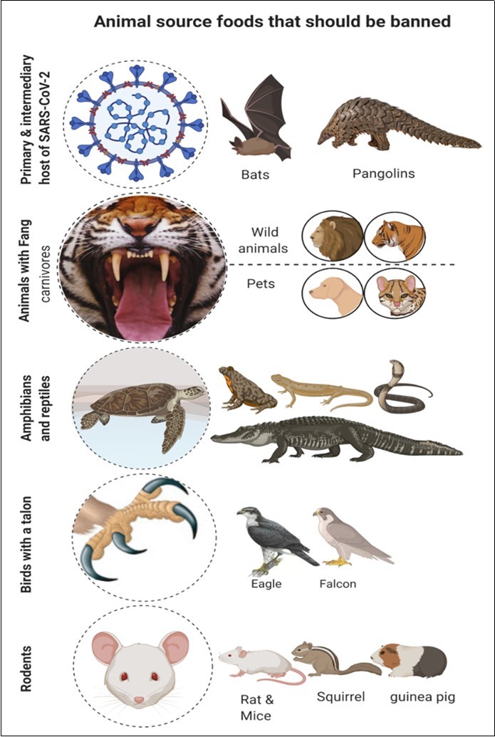 International Journal of Coronaviruses-COVID-19