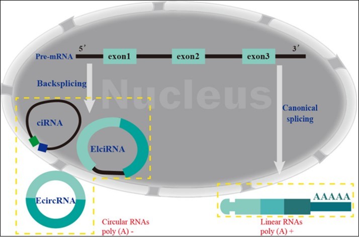 Journal of Neurological Research And Therapy-CircRNA