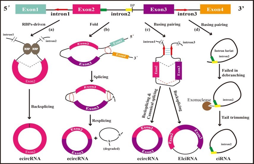 Journal of Neurological Research And Therapy-CircRNA