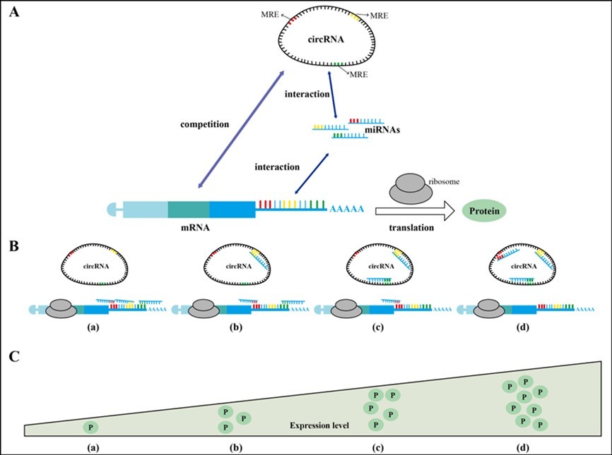 Journal of Neurological Research And Therapy-CircRNA