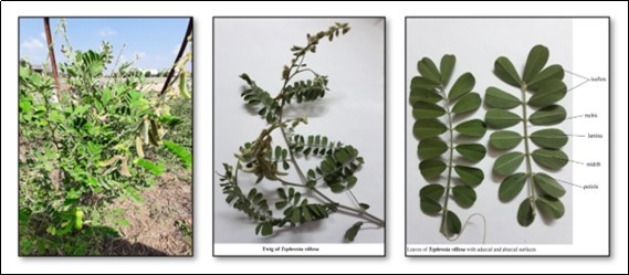 Journal of Advances in Plant Biology-Macroscopy
