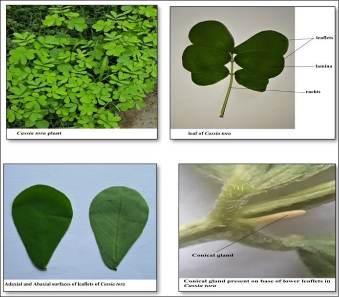 Journal of Advances in Plant Biology-Macroscopy
