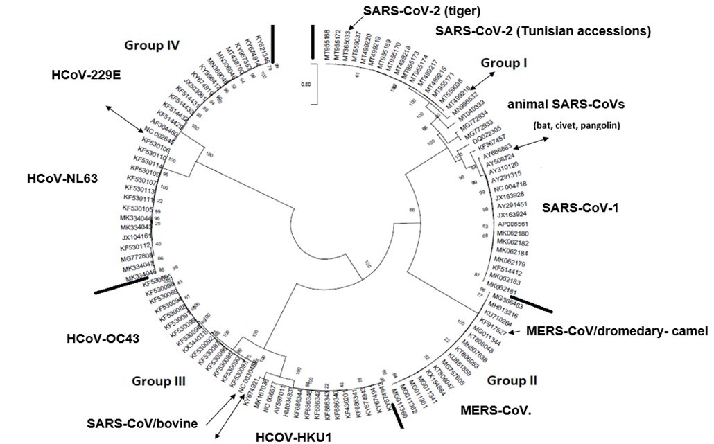 International Journal of Coronaviruses-evolution