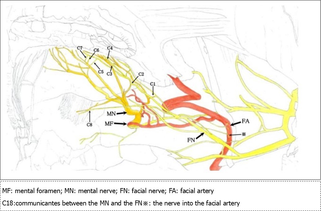 International Journal of Human Anatomy-mental nerve