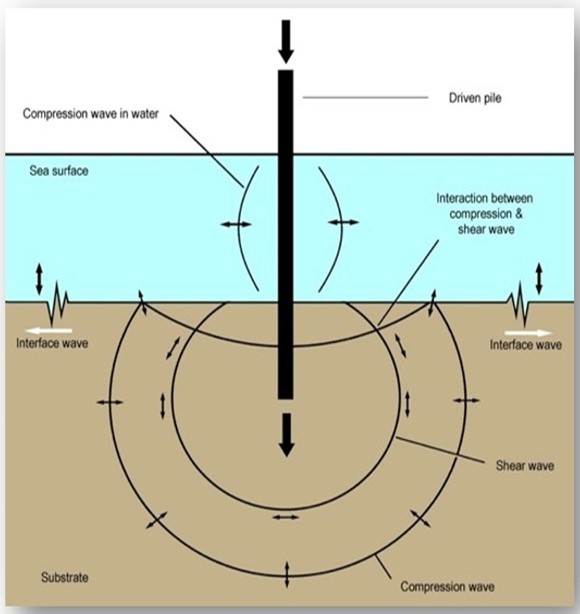 International Marine Science Journal-aquatic animals