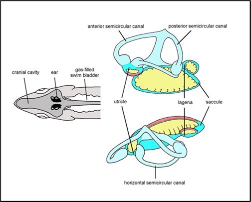 International Marine Science Journal-aquatic animals