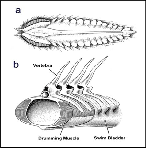International Marine Science Journal-aquatic animals