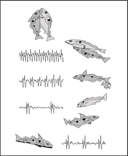 International Marine Science Journal-aquatic animals