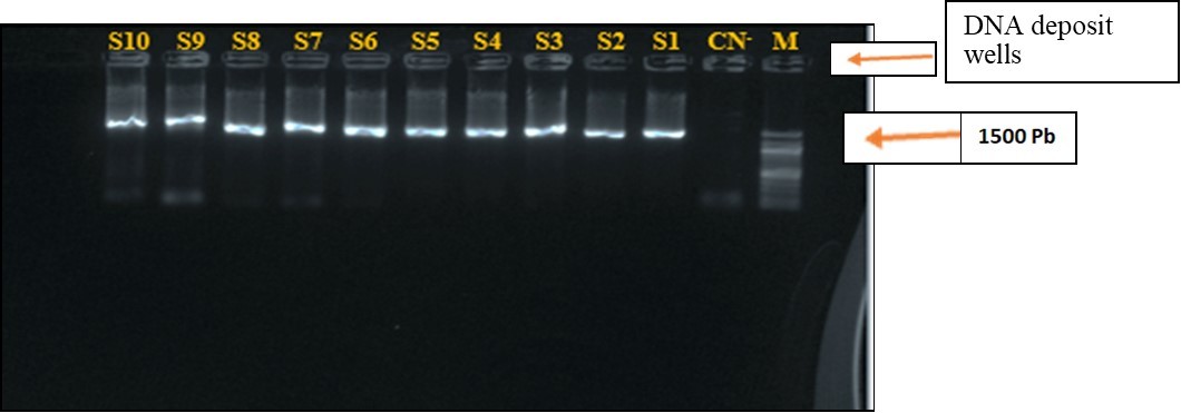 International Journal of Clinical Microbiology-Staphylococci