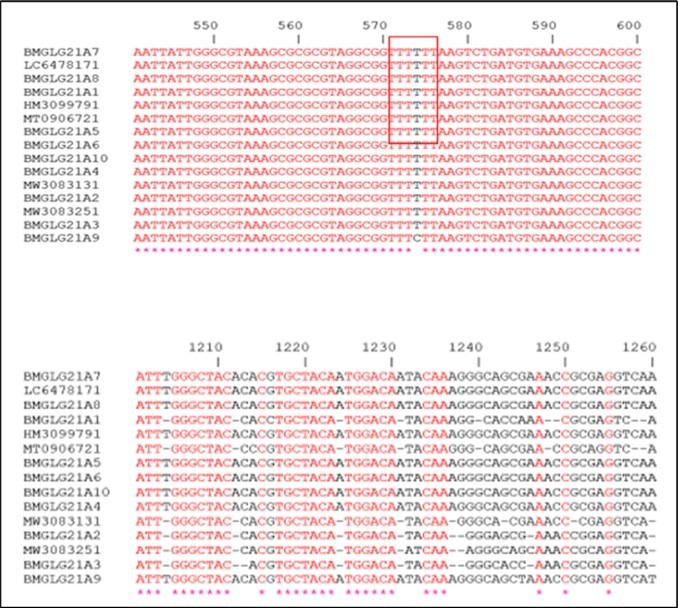 International Journal of Clinical Microbiology-Staphylococci