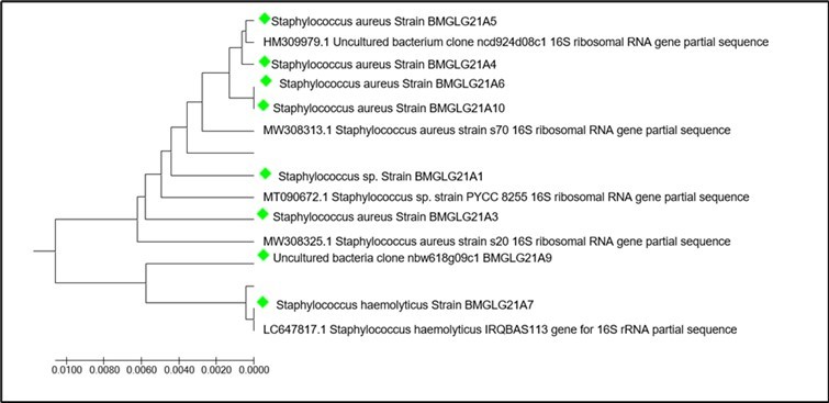 International Journal of Clinical Microbiology-Staphylococci