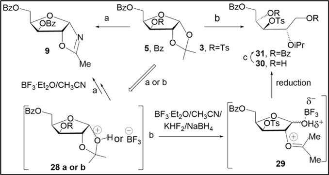 N-Glycosyl Oxazolines