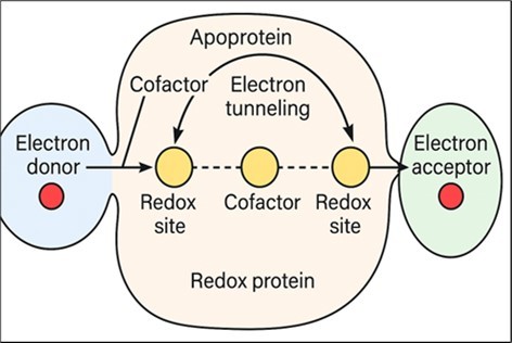 Journal of Enzymes - Radical Scavenging