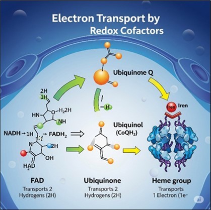 Journal of Enzymes - Radical Scavenging