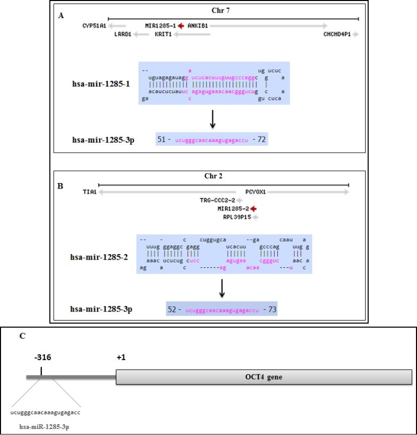 Journal Of Evolving Stem Cell Research-OCT4 gene