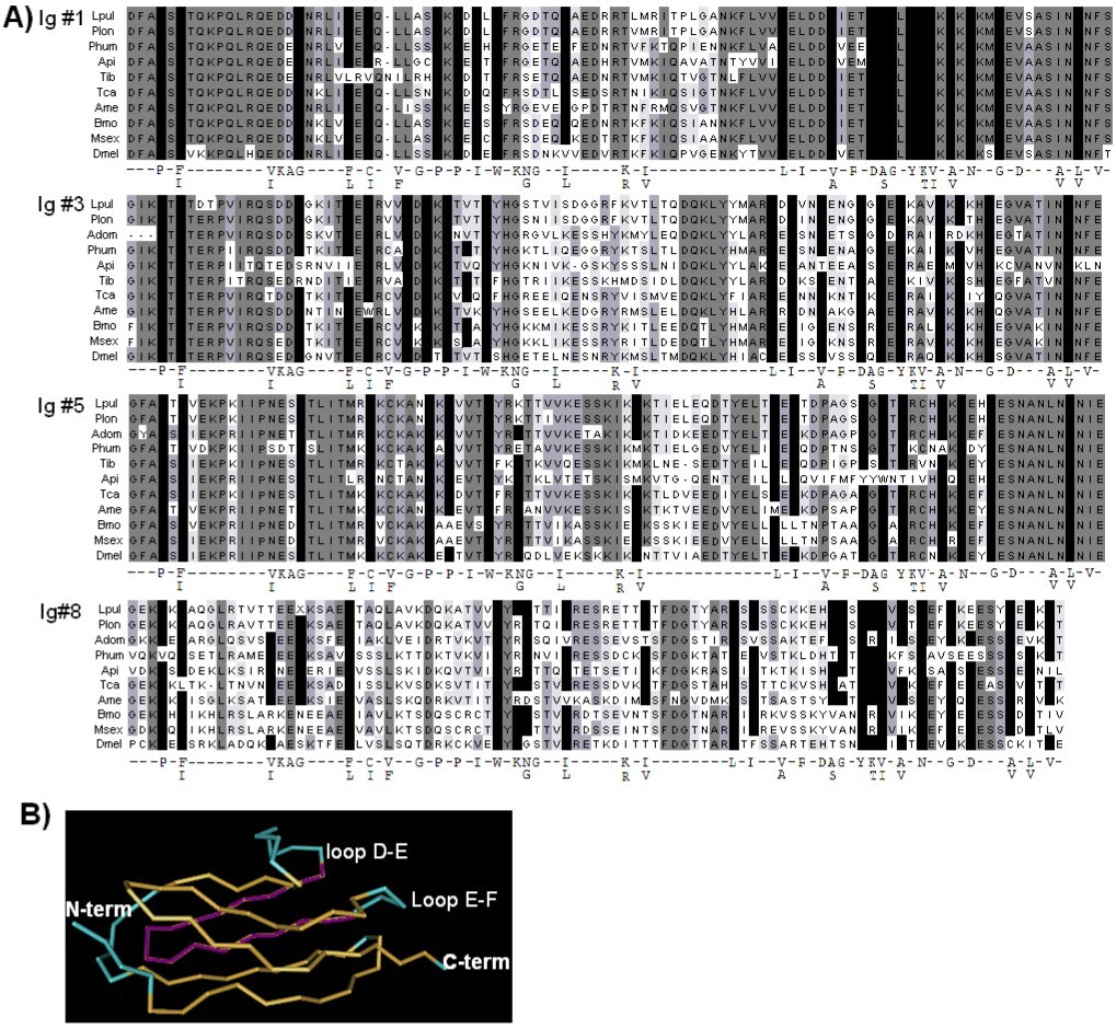 Sequence alignment for selected Ig domains A) CLUSTAL-W alignment of Ig1, 3, 5 and 8 for different insects. Shading of gray indicates the extent of conservation. Black bars represent conserved consensus amino acids with the consensus provided below each Ig group. Lpul = Libellula pulchella, Plon = Pachydyplax longipennis, Adom= Acheta domesticus, Phum = Pediculus humanus, Api = Acyrthosiphon pisum, Tib = Tibicen sp., Tca = Tribolium castaneum, Ame = Apis mellifera, Msex = Manduca sexta, Bmo = Bombyx mori, and Dmel= Drosophila melanogaster. B) Structure from solution NMR data for titin Ig 27 from the Molecular Modeling Database (MMDB Accession # 1TIU) with loop D-E, helix E, and loop E-F highlighted33.