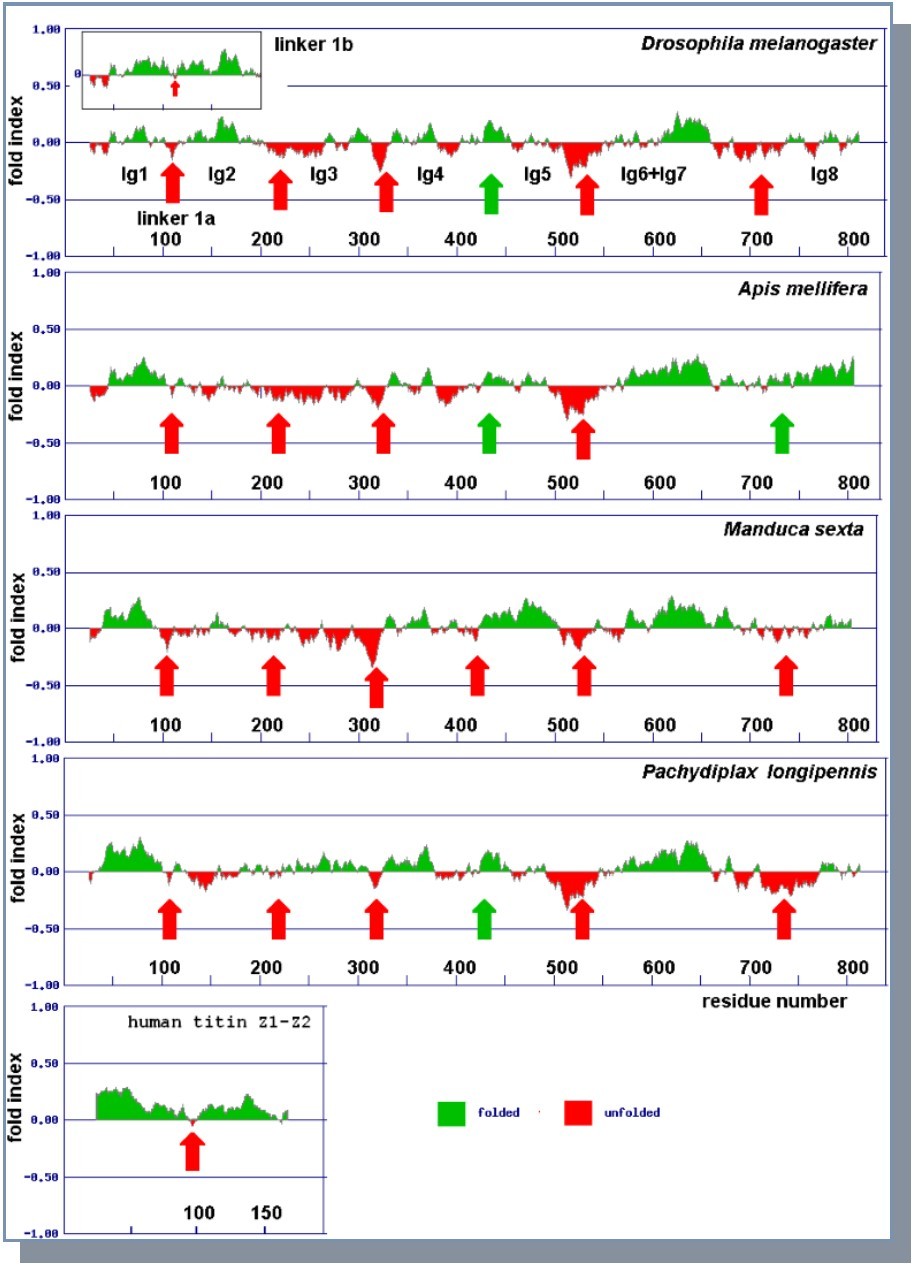 Prediction of unfolded segments in the N8Ig projectin region. The sequences were analyzed using the FoldIndex predictor. Each panel represents the analysis for one species as indicated in the top right of each panel. Positions of linkers are indicated by arrows, with their position based on their coordinates within the N8Ig sequences.