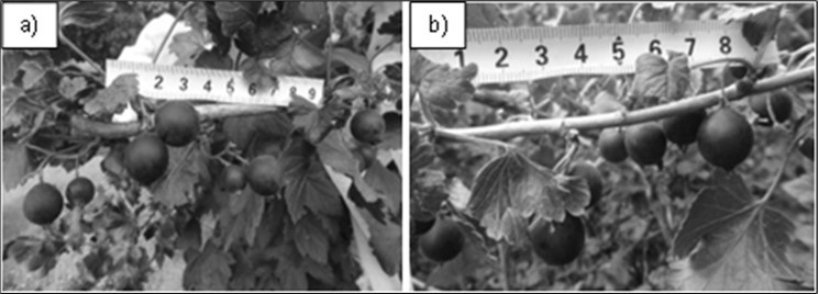 Journal of Agronomy Research - Pollination