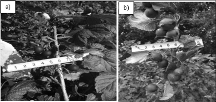 Journal of Agronomy Research - Pollination