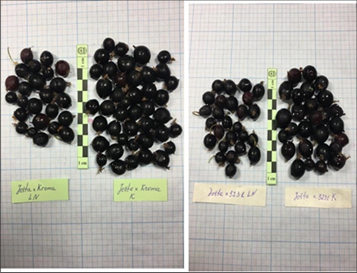 Journal of Agronomy Research - Pollination