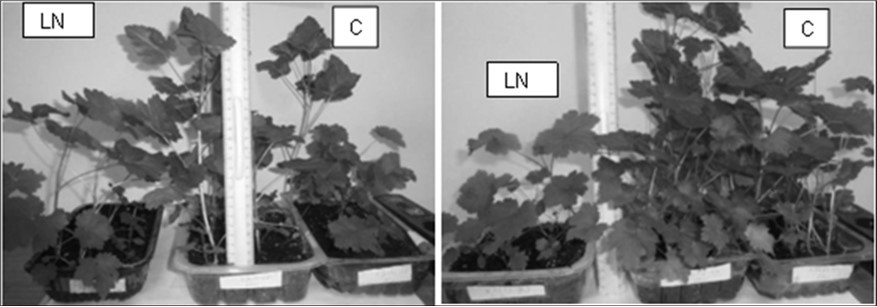 Journal of Agronomy Research - Pollination