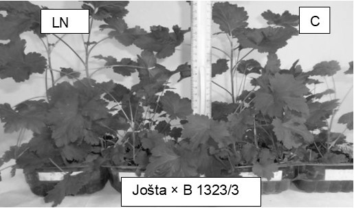 Journal of Agronomy Research - Pollination