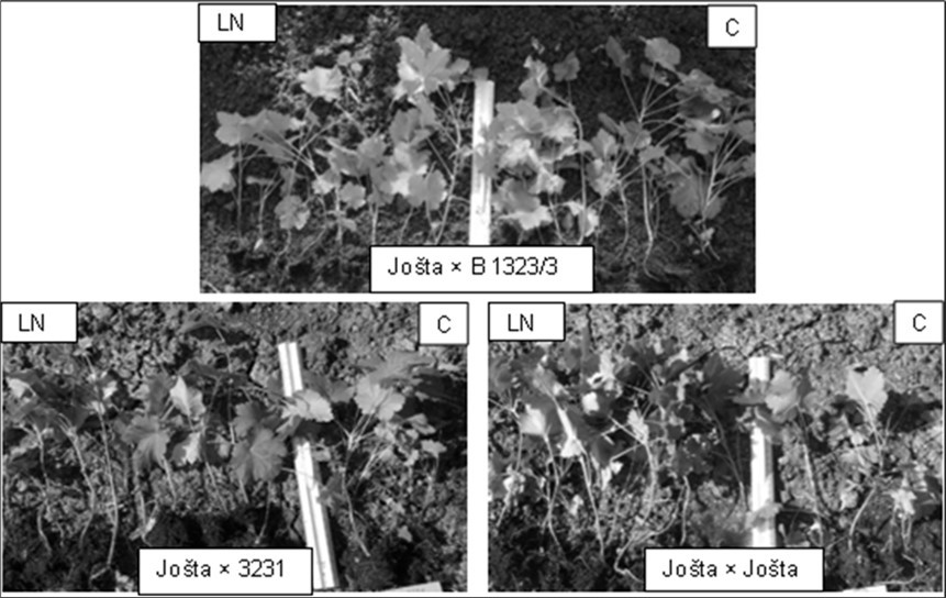 Journal of Agronomy Research - Pollination