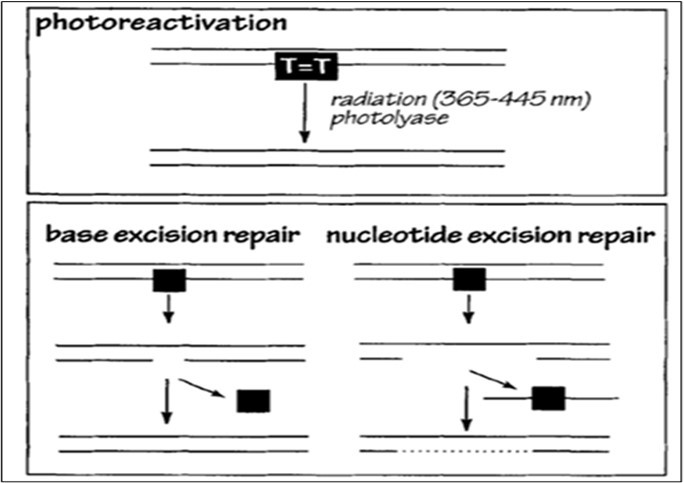 Journal of Evolutionary Science - Microbial Evolutionary