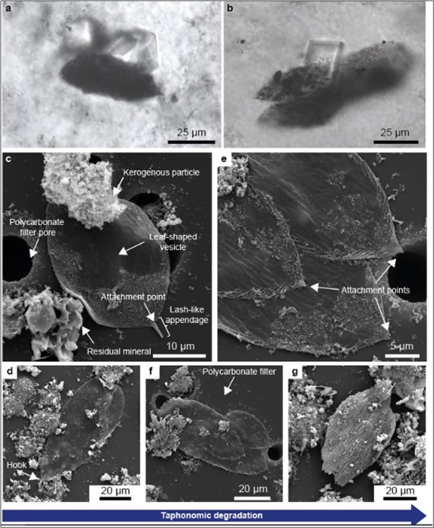 Journal of Evolutionary Science - Microbial Evolutionary