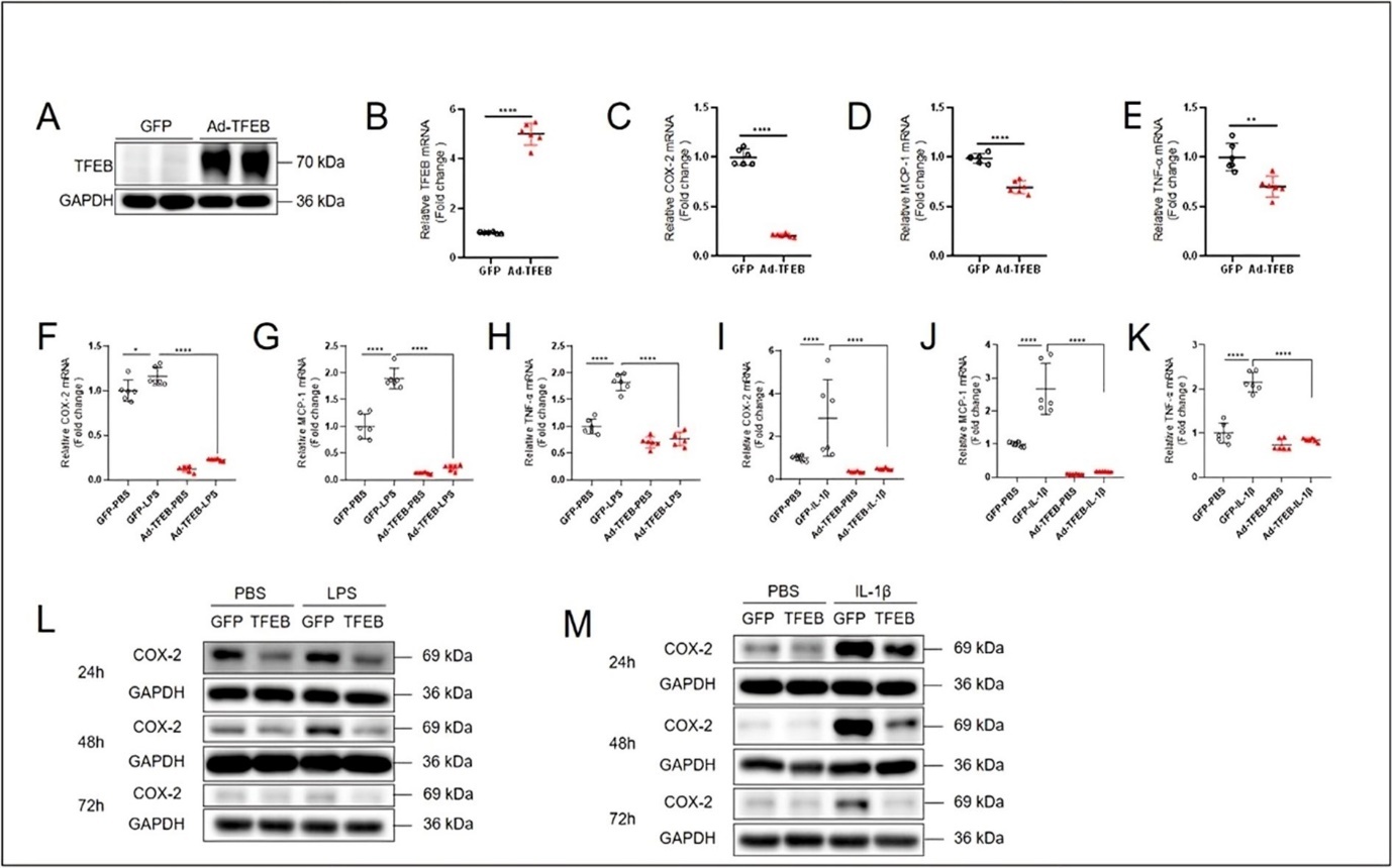 International Journal of Inflammation Research - Transcription Factor EB